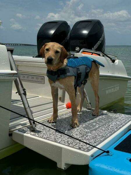 2016 Boston Whaler 270 Dauntless
