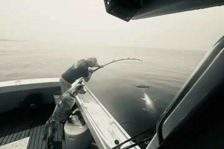 1981 Holland 32 Sport Cruiser