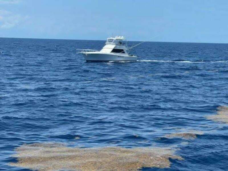 Viking 45 - Wild Life