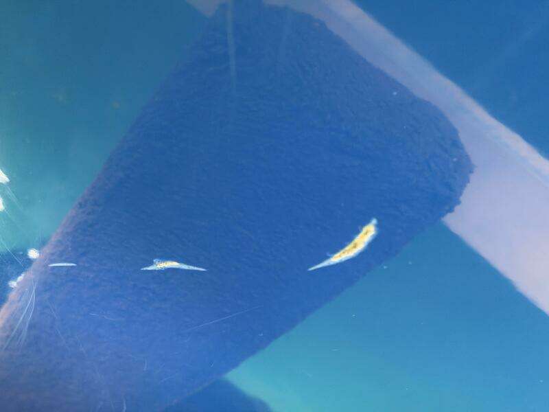 2006 Correct Craft Air Nautique SV-211 Team Edition