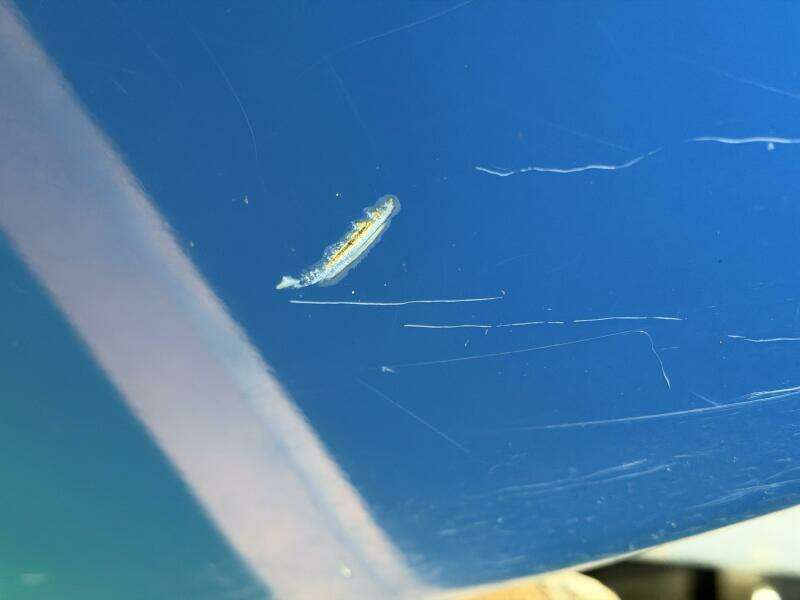 2006 Correct Craft Air Nautique SV-211 Team Edition